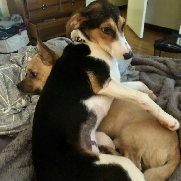 Meet your Posher, Elizabeth - Picture 4 of 8